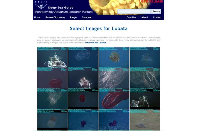 New website catalogs thousands of deep-sea animals and seafloor features