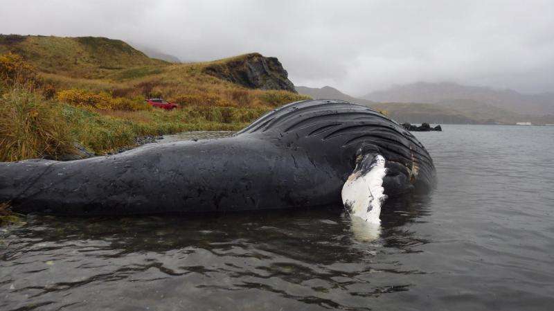 NOAA, partners: Testing detects algal toxins in Alaska marine mammals
