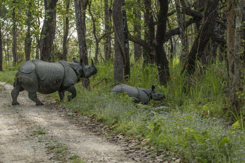 No rhinos poached in Nepal for past two years
