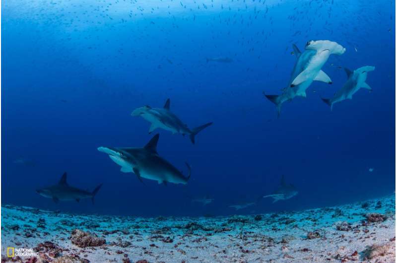 Northern Galapagos Islands home to world's largest shark biomass