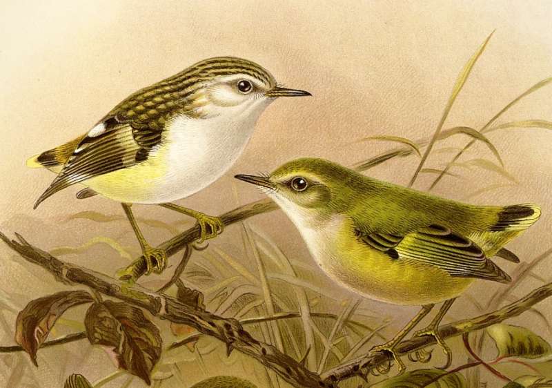NZ wren DNA analysis reshapes geological theory