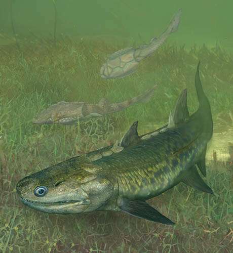 Oldest actinopterygian from China provides new evidence for origin of ray-finned fishes