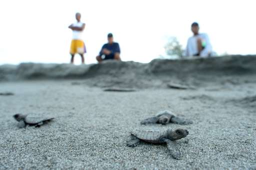 Olive ridley sea turtle hatchlings make their way to the water after they were released at a beach in Morong
