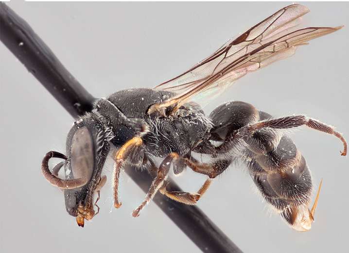 One of 8 new endemic polyester bees from Chile bears the name of a draconic Pokemon