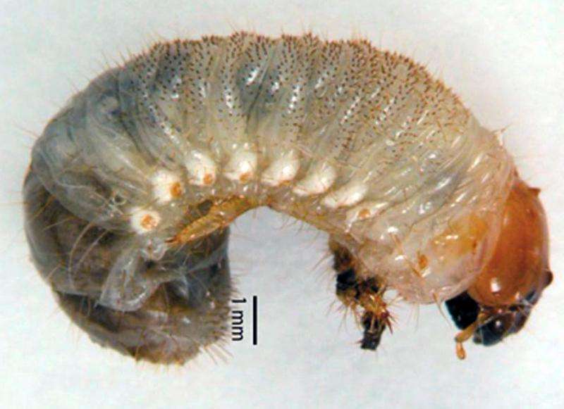 Open-access article on masked chafer grubs in turfgrass explains management techniques