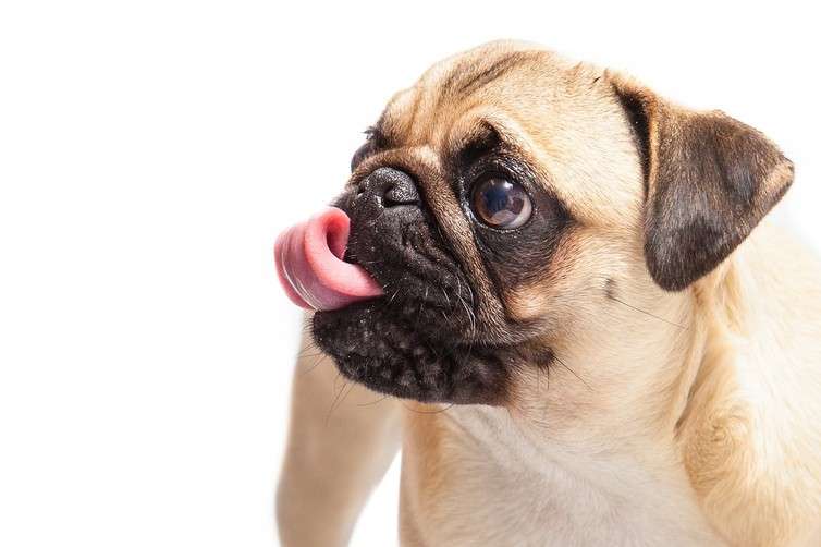 Opinion: How to save inbred, short-faced dogs such as pugs and bulldogs from poor health