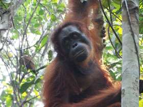 Orangutans: Lethal aggression between females