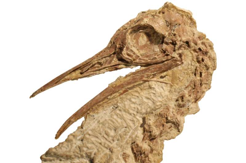Ostrich relative lived in North America 50 million years ago