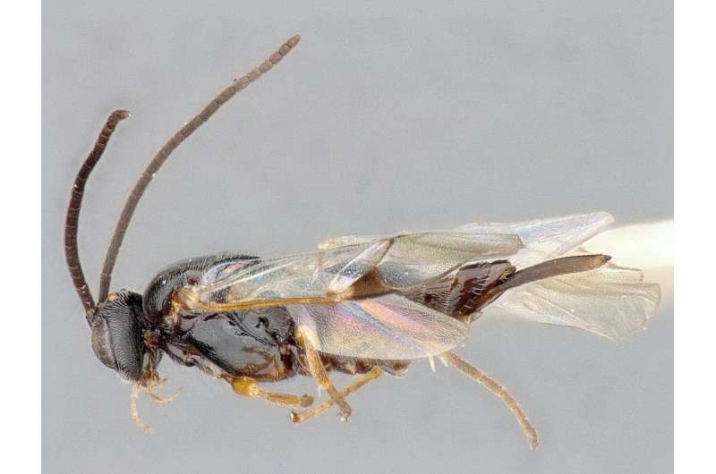 Ottawa confirmed as the biodiversity hotspot for a subfamily of wasps in North America
