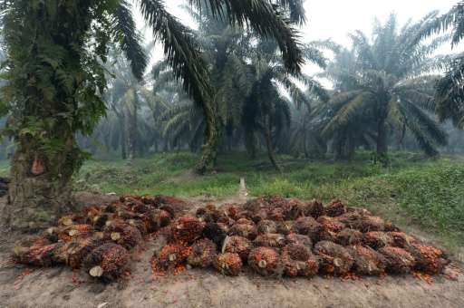 Palm oil seeds are harvested at a plantation area in Pelalawan, Riau province on Indonesia's Sumatra island