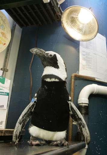 Penguin that wore a wetsuit and starred in kid's book dies
