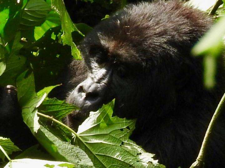 People can simultaneously give a hand to endangered apes and stay at safe distance