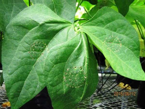 Persistence pays off in battle against bean blight