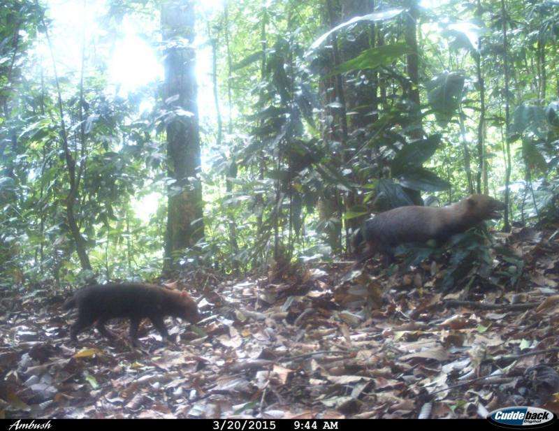 Photos show elusive bush dog to be widespread in Panama