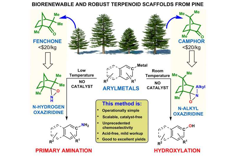 Pine product offers fresh take on fine chemical synthesis
