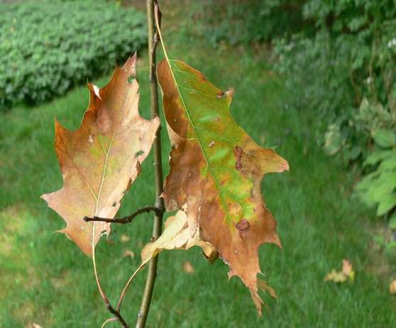 Plant disease clinic identifies new case of oak wilt