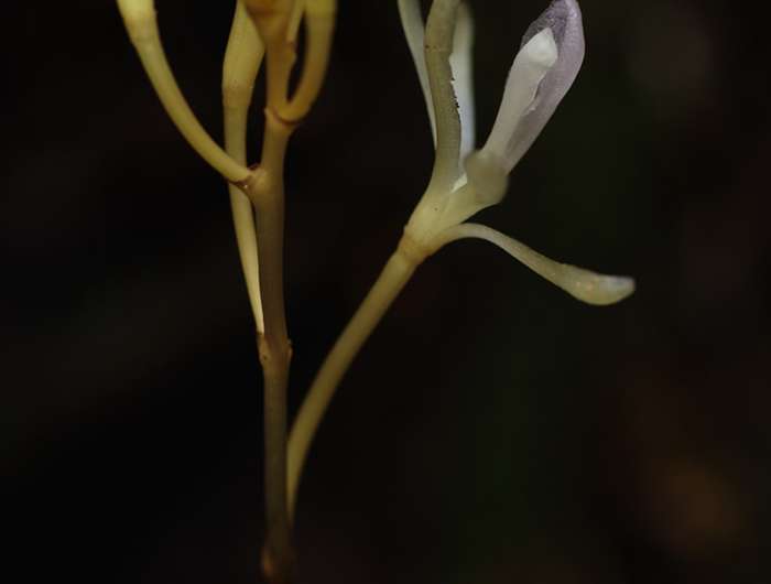 Plants cheat too: A new species of fungus-parasitizing orchid