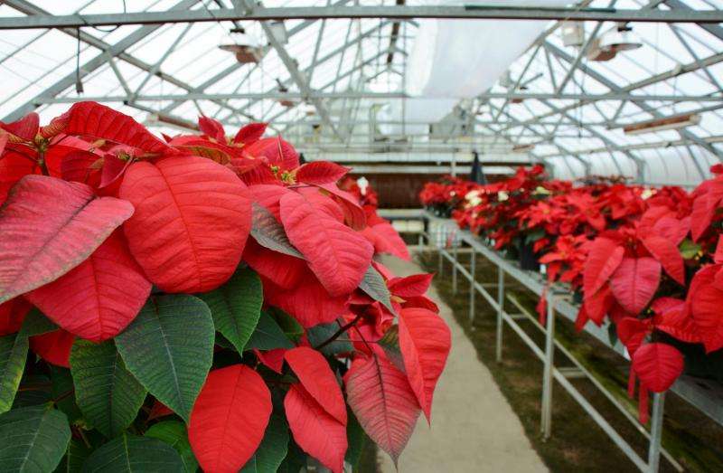 Poinsettia trial shows effect of high temperatures on plant growth and flowering
