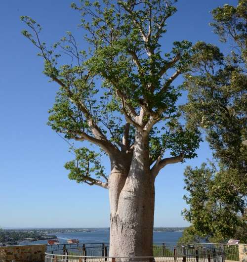 Popular boab tree is fighting fit