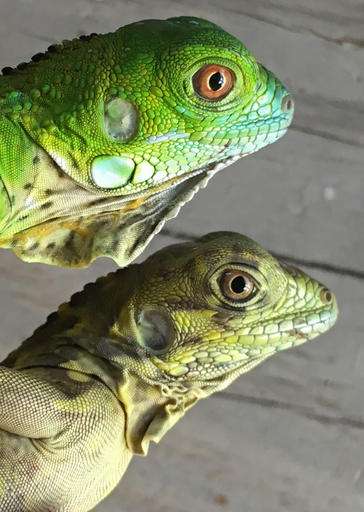 Possible hybrid threatens native iguanas in Cayman Islands