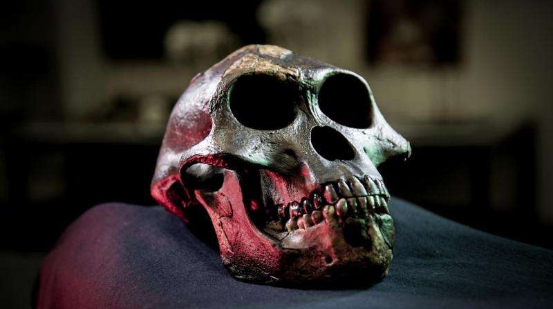 Predicting human evolution: Teeth tell the story
