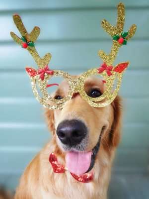 Protect your pets from lethal treats and heat this Christmas