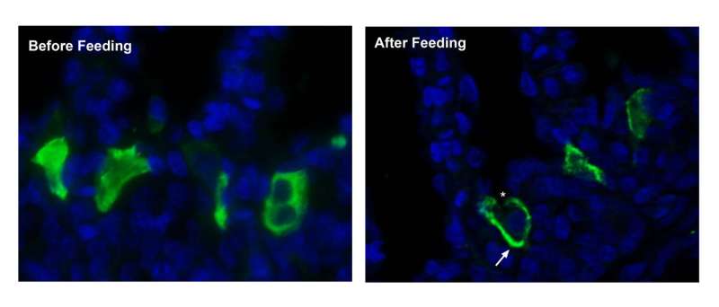 Proton pump found to regulate blood pH in stingrays
