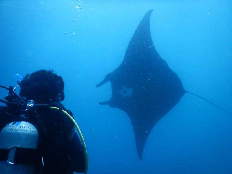 Queensland rays could pose toxic Asian medicine risk