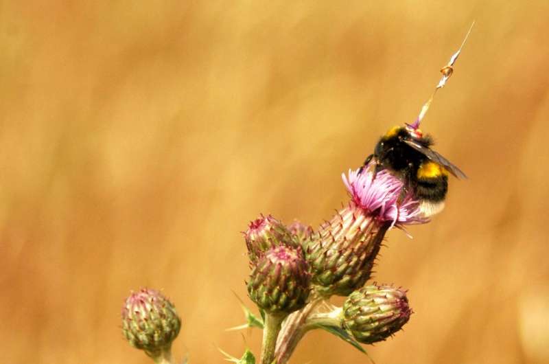 Radar tracking reveals the 'life stories' of bumblebees as they forage for food