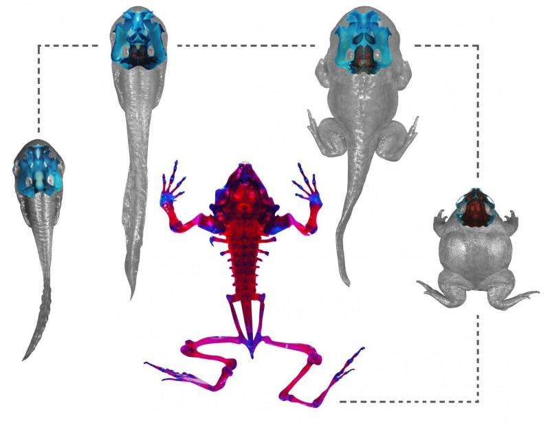 Rapid transformation turns clinging tadpoles into digging adult frogs