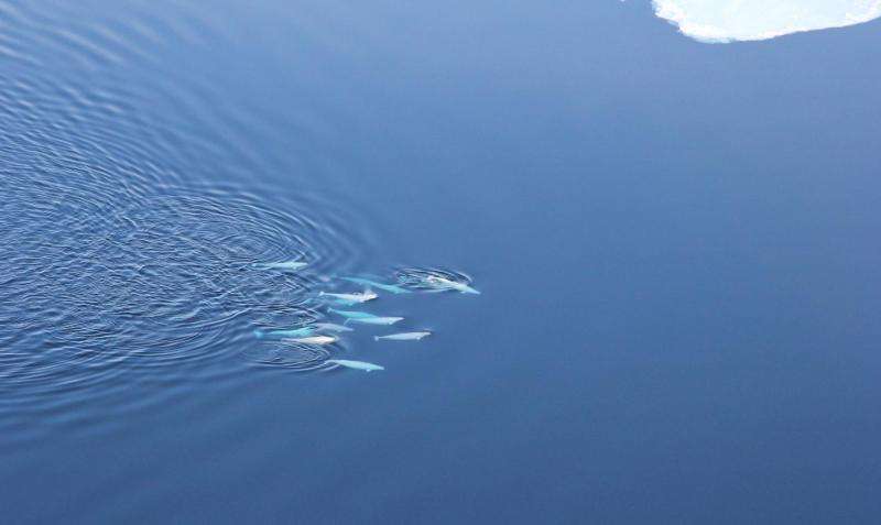 Rare beluga data show whales dive to maximize meals