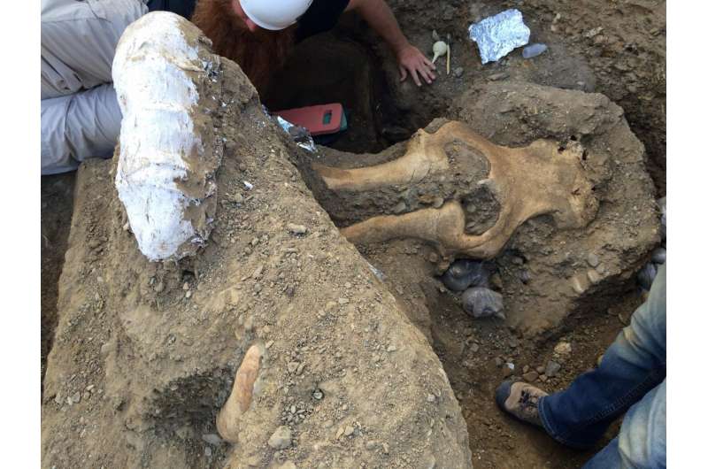 Rare Mammoth Fossil Excavated at Channel Islands National Park