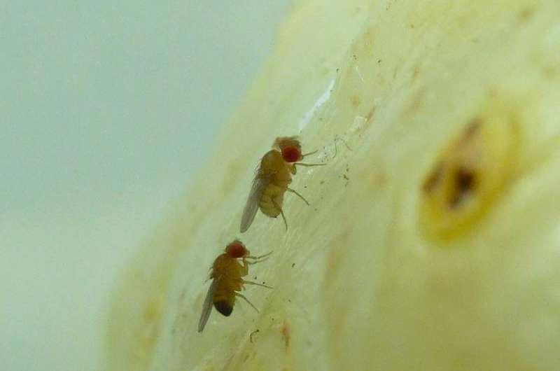 Recent evolutionary change allows a fruit fly to dine on a toxic fruit