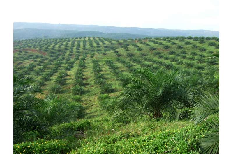 Reduced ecosystem functions in oil palm plantations