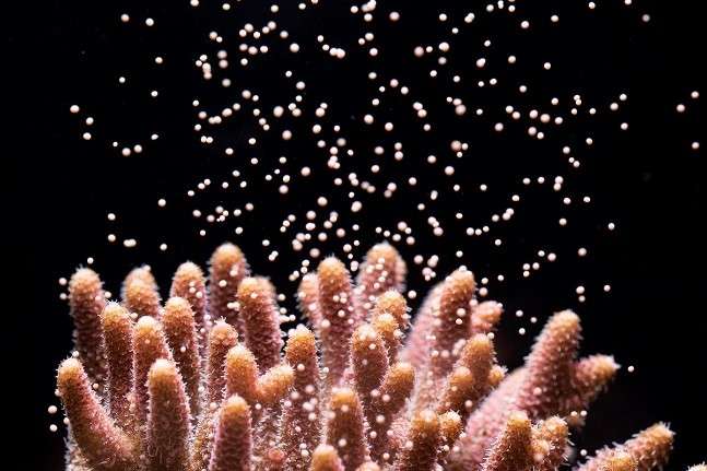 Reef castaways: Can coral make it across Darwin's 'impassable' barrier?