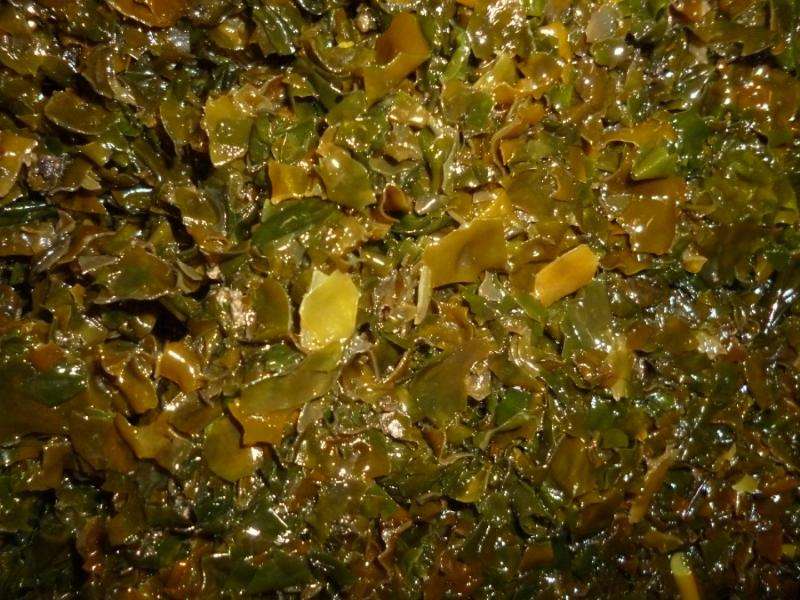 Replacing dietary salt with seaweed