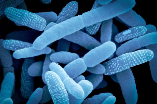 Reprogramming gut bacteria as “living therapeutics”