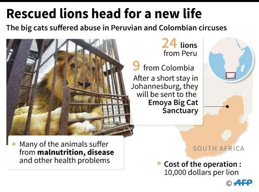Rescued lions fly to a new home in South Africa