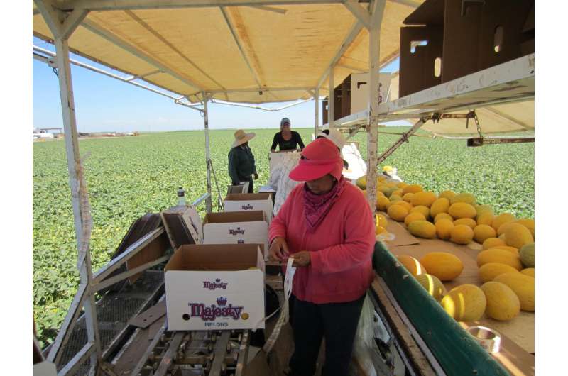 Researcher finds 'ghost workers' common in migrant farm work