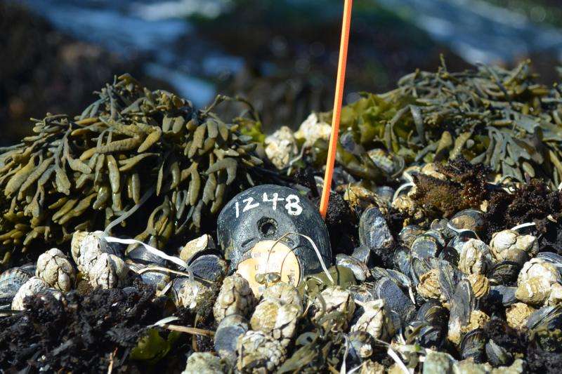 Researcher leads worldwide effort to build largest-ever database monitoring temperatures of intertidal systems