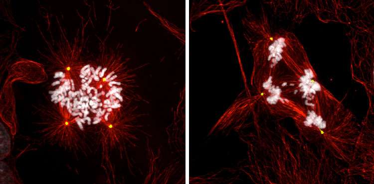 Researcher's quest to understand cancer by unraveling the mysteries of cell division