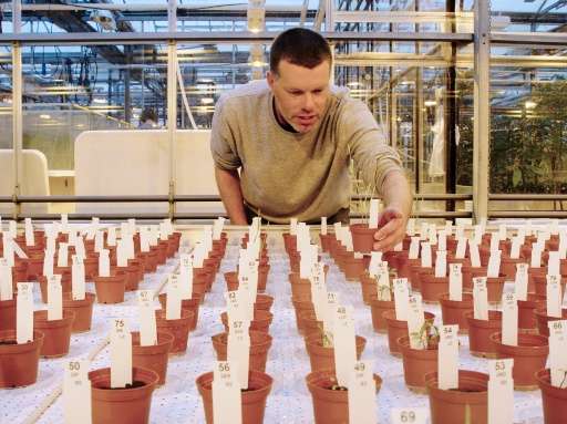 Researcher Wieger Wamelink inspects the plants grown on Mars and moon soil simulant in a research facility at the university in 