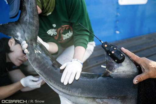 Research group confirms white shark nursery off Long Island