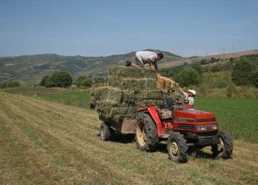 Residents of Kut in Albania bale hay. Many are worried a new dam approved by the Albanian government will engulf their arable la