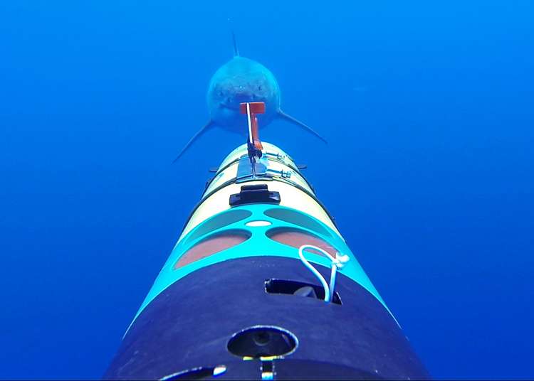Robotic vehicles offer a new tool in study of shark behavior