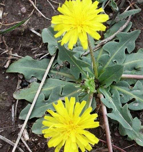 Rubber from Russian dandelions: a serious European alternative to rubber tree plantations