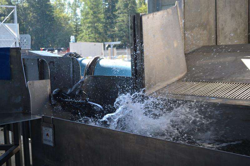 Salmon trucking success could open miles of historical spawning habitat