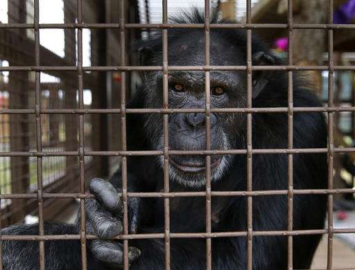 Sanctuaries across US prepare for influx of lab chimpanzees