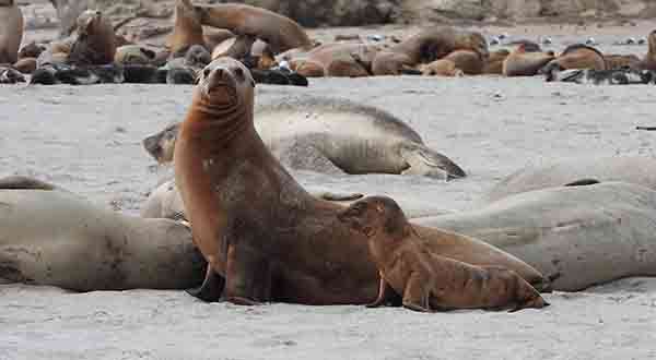 Saving California’s seals and sea lions
