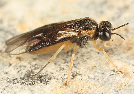 Scientist collects 30 sawfly species not previously reported from Arkansas